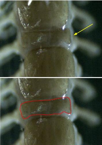 Lithobius agilis